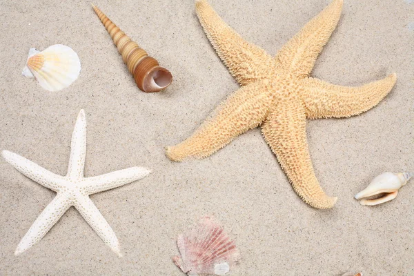 Starfish and seashells on sand — Stock Photo, Image