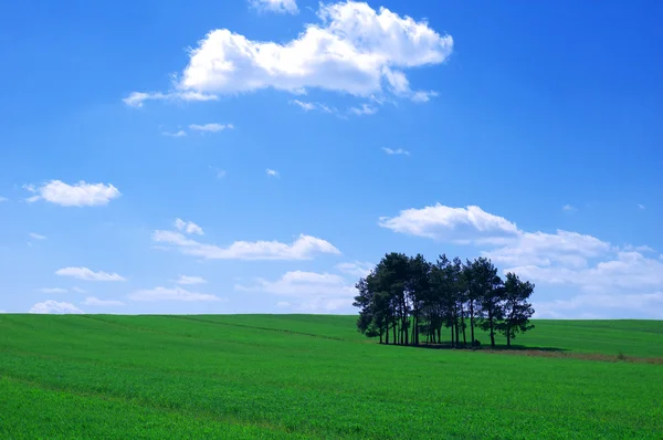 Zomer landschap — Stockfoto