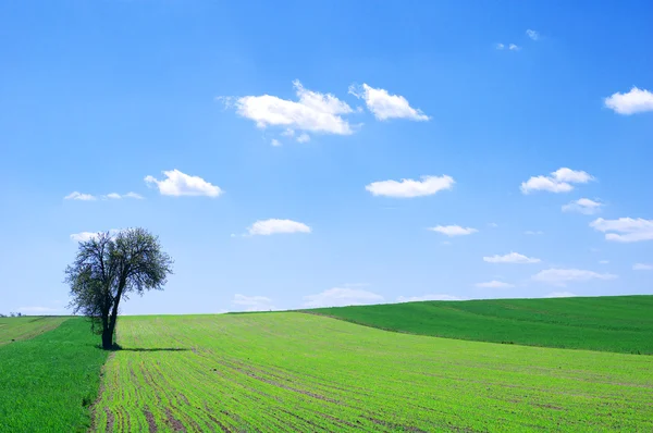 Sommerlandskap – stockfoto