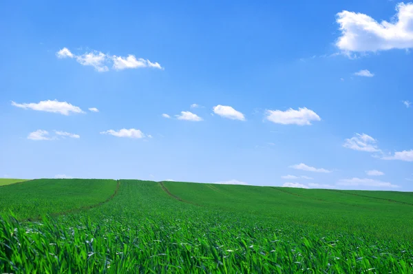 Sommarlandskap — Stockfoto