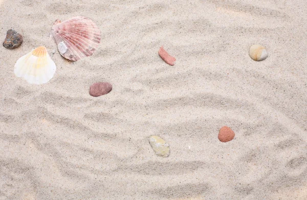 Seashells on sand — Stock Photo, Image