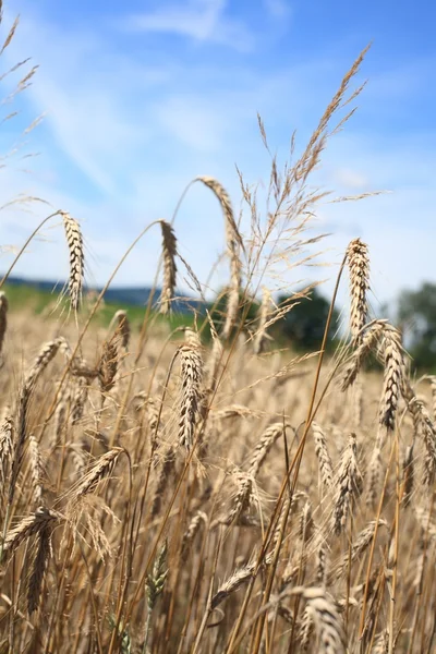 Agriculture — Stock Photo, Image