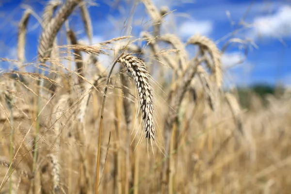 Landwirtschaft — Stockfoto