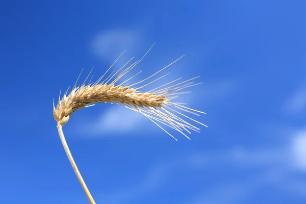 Grain — Stock Photo, Image