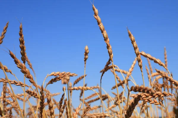 Landwirtschaft — Stockfoto