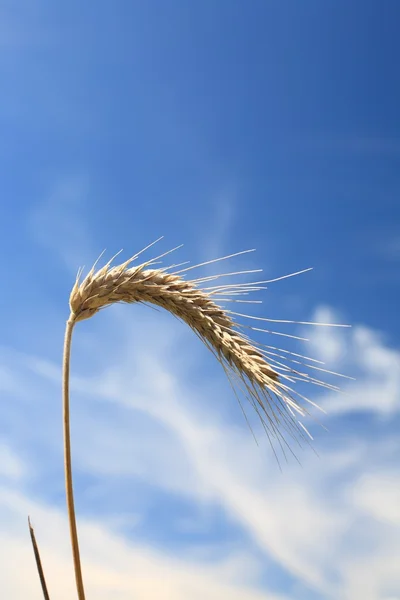 Grain — Stock Photo, Image