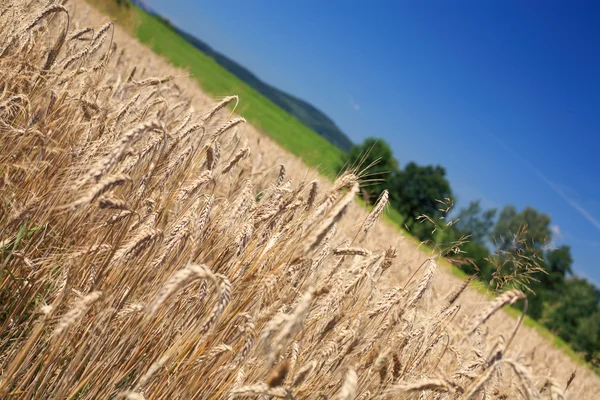 Agriculture — Stock Photo, Image