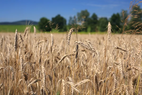 Agriculture — Stock Photo, Image