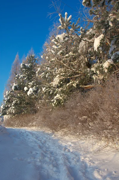 Paisagem inverno — Fotografia de Stock