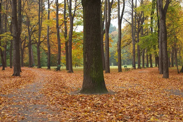 Höst i parken — Stockfoto