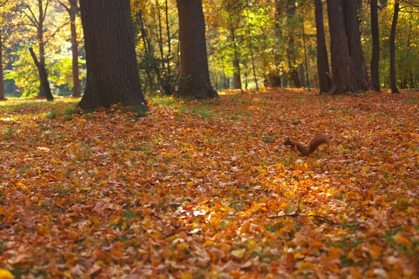 公園の秋 — ストック写真
