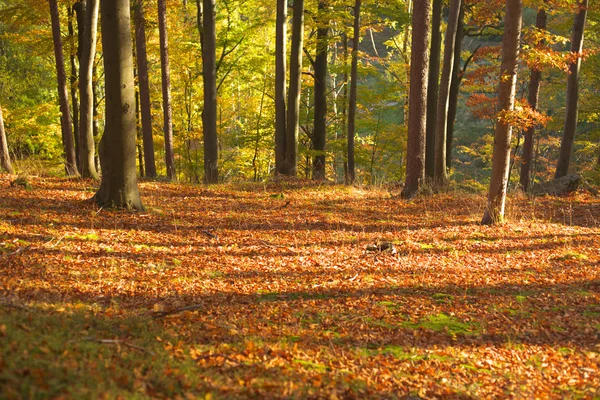 Herfst in het park — Stockfoto