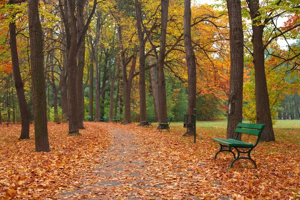 Automne dans le parc — Photo