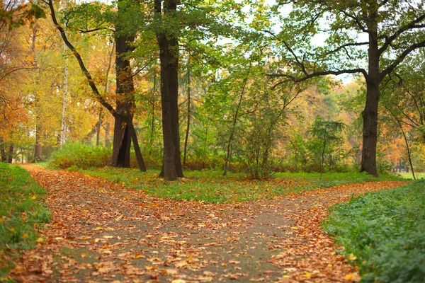 Осень в парке — стоковое фото