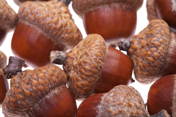 Acorns — Stock Photo, Image