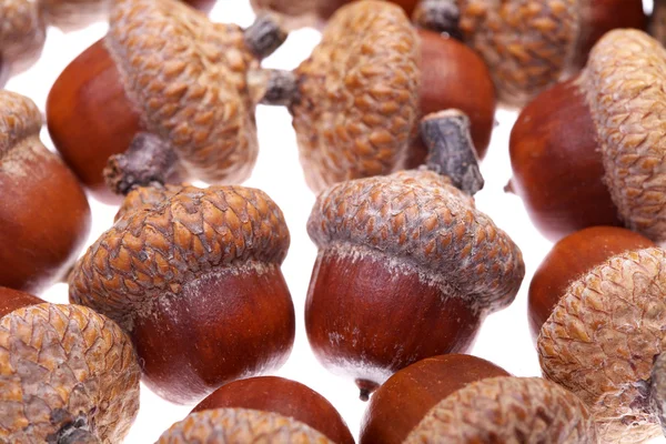 Acorns — Stock Photo, Image