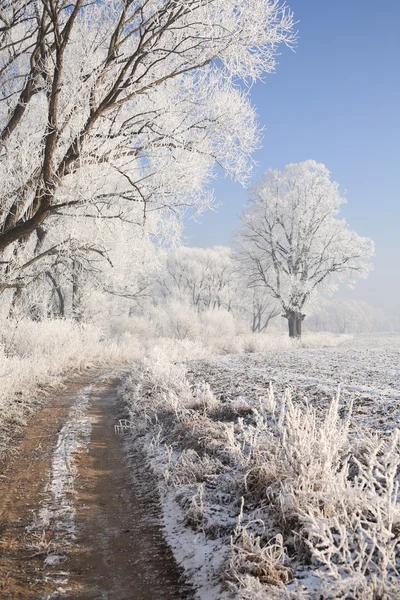 Cenário de inverno — Fotografia de Stock