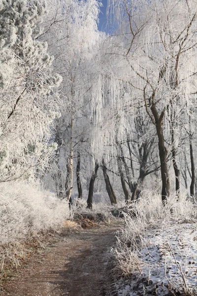 Paisajes de invierno —  Fotos de Stock