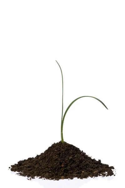 Groeiende plant — Stockfoto