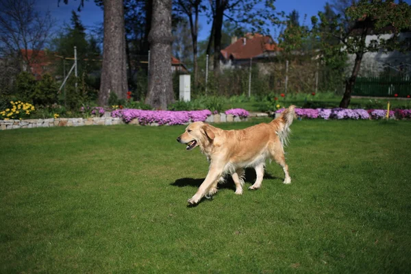 Bellissimo golden retriever — Foto Stock