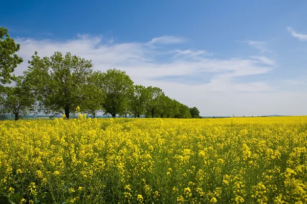 Campo amarillo —  Fotos de Stock