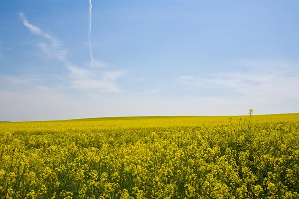 Campo amarillo — Foto de Stock