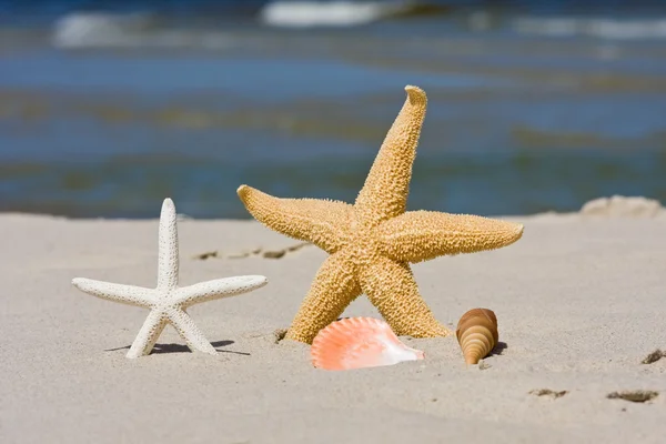 Starfish and seashells on sand — Stock Photo, Image
