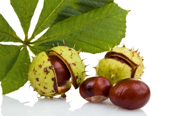 Castanhas — Fotografia de Stock