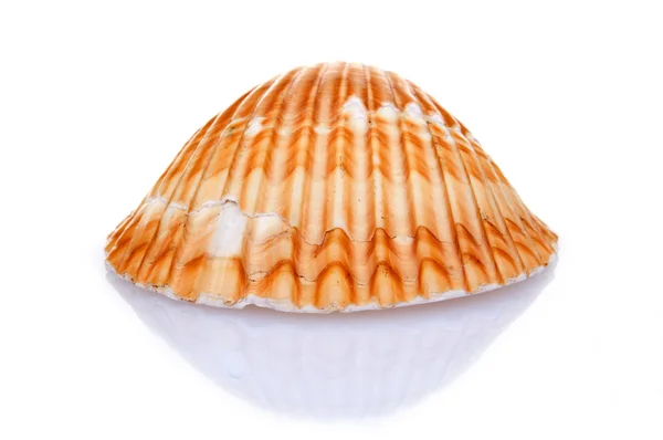 Seashell — Stock Photo, Image