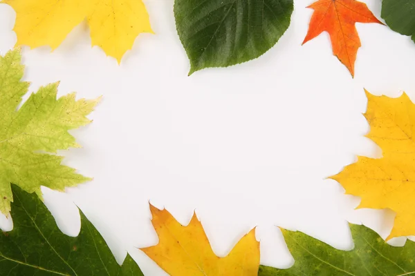 Varias hojas de otoño con espacio para texto — Foto de Stock