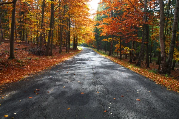 Sonbahar yol — Stok fotoğraf