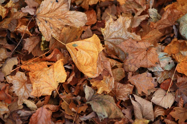 Hojas de otoño — Foto de Stock