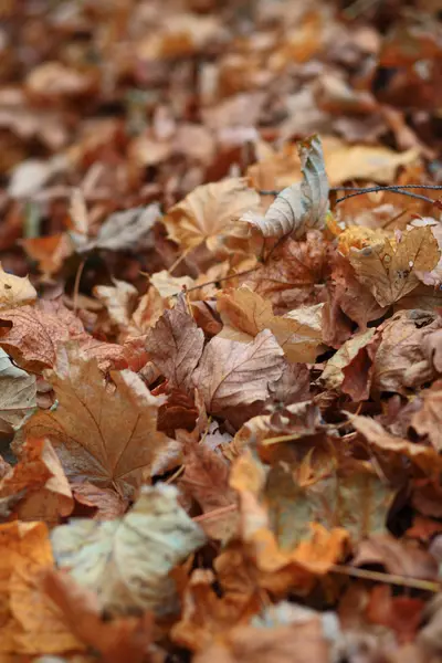 Hojas de otoño — Foto de Stock