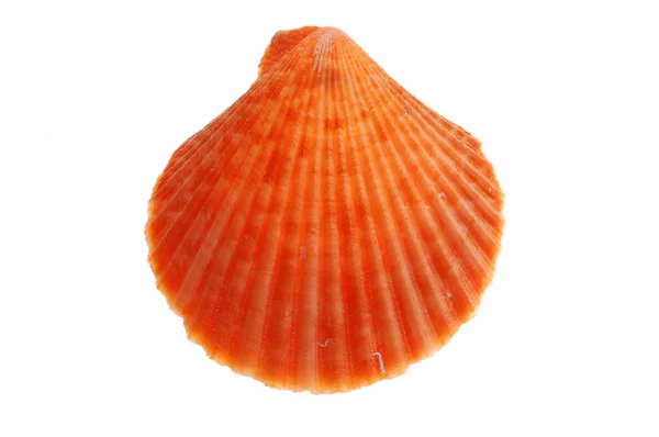 Seashell — Stock Photo, Image