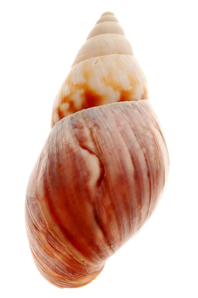 Seashell — Stock Photo, Image