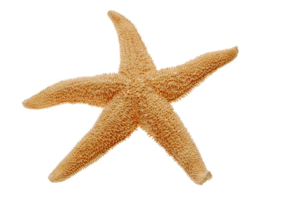 Starfish — Fotografie, imagine de stoc