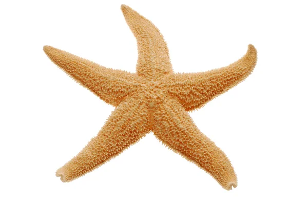 Estrella de mar — Foto de Stock