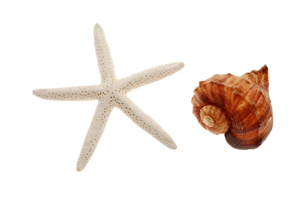 Starfish and seashell — Stock Photo, Image