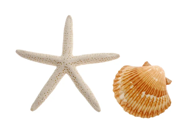 Starfish and seashell — Stock Photo, Image