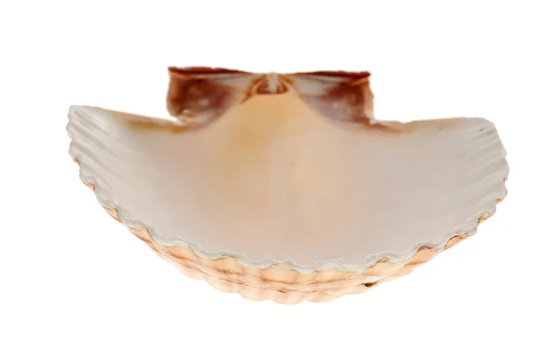 Seashell — Stock Photo, Image