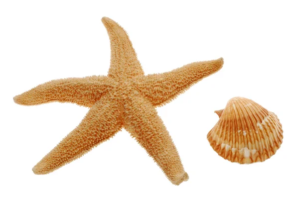 Starfish and seashell — Stock Photo, Image