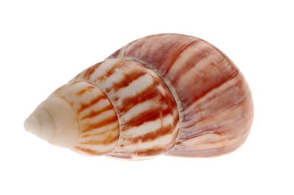 Seashell — Stock Photo, Image