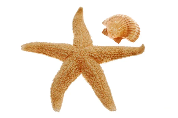 Peixe-estrela e concha — Fotografia de Stock