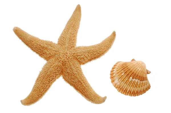 Estrella de mar y concha marina —  Fotos de Stock