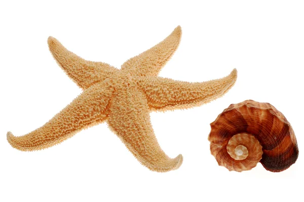 Starfish and seashell — Stock Photo, Image