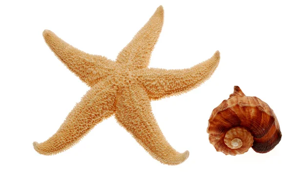 Sjöstjärnor och seashell — Stockfoto