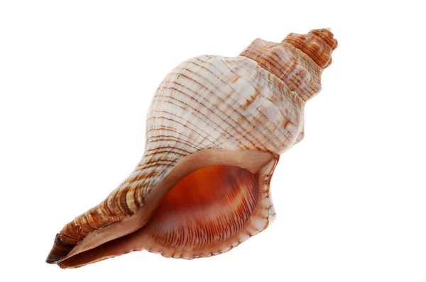 Seashell — Stock Photo, Image