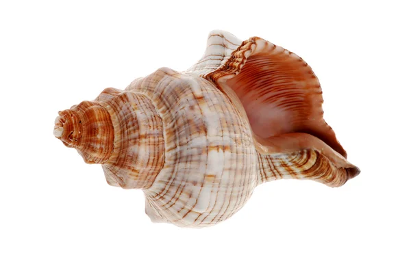 Seashell — Stock Photo, Image