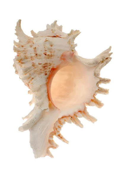 Seashell — Stock Photo, Image