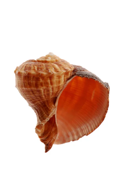 Seashell — Stock Photo, Image